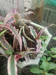 Cryptanthus