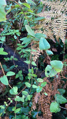 Lonicera hispidula