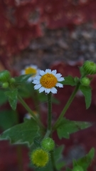 Perityle microglossa