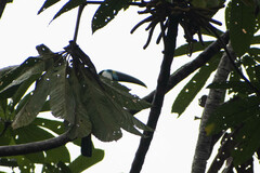 Ramphastos tucanus
