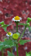 Perityle microglossa