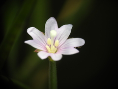 Epilobium tetragonum