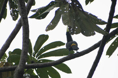Ramphastos tucanus