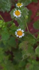 Perityle microglossa