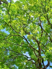 Swietenia macrophylla