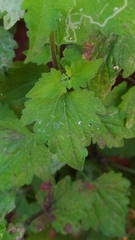 Perityle microglossa