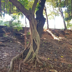Ficus altissima