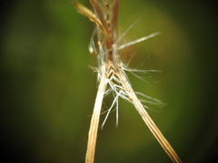 Epilobium tetragonum