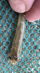 Notropis uranoscopus