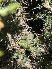 Liolaemus cyanogaster