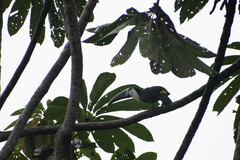 Ramphastos tucanus