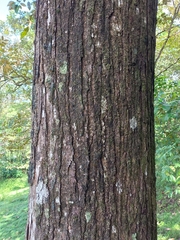 Swietenia macrophylla