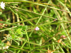 Epilobium tetragonum