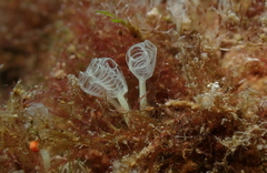 Pycnoclavella communis