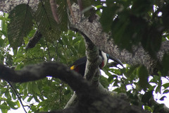 Ramphastos tucanus