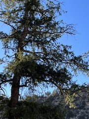 Pseudotsuga menziesii