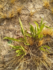 Pygmaeothamnus zeyheri