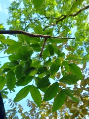Swietenia macrophylla