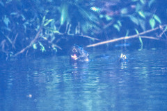 Lontra longicaudis