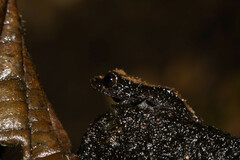 Pristimantis altamazonicus