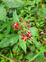 Pentas lanceolata
