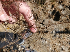 Solidago odora