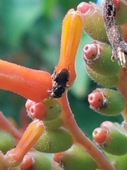 Nannotrigona perilampoides