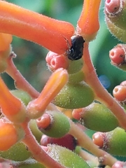 Nannotrigona perilampoides