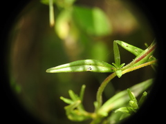 Epilobium tetragonum
