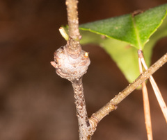 Contarinia cerasiserotinae