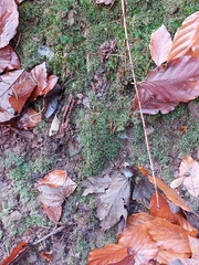 Fissidens
