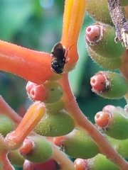 Nannotrigona perilampoides