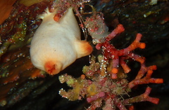 Halocynthia papillosa