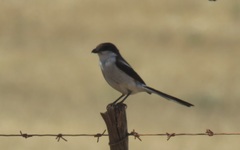 Lanius collaris collaris