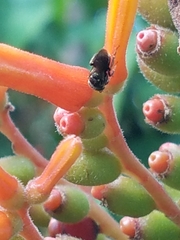 Nannotrigona perilampoides