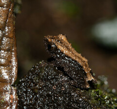 Pristimantis altamazonicus