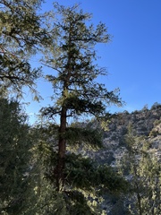 Pseudotsuga menziesii