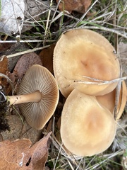 Gymnopus dryophilus