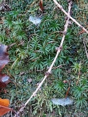 Fissidens
