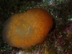 Pseudodistoma cyrnusense