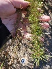 Eupatorium compositifolium