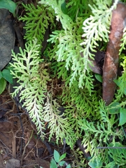 Selaginella
