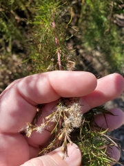 Eupatorium compositifolium