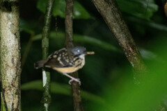 Hylophylax naevius