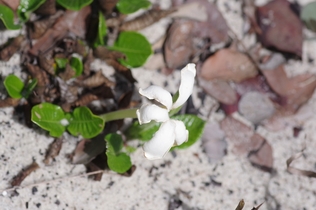 Leptactina prostrata