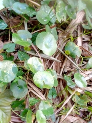 Hydrocotyle verticillata