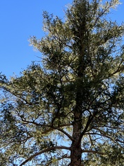 Pseudotsuga menziesii