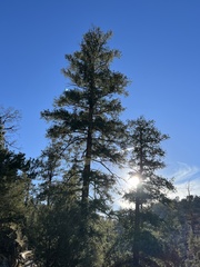 Pseudotsuga menziesii