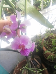 Papilionanthe