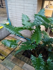 Alocasia boa